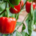 Paprika na pijacama nikad skuplja, a povrtari opet nemaju nikakvu zaradu