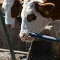 Ministarstvo: Rešenja za krave za uzgoj teladi urađena za samo dva dana