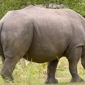 Nosorozi ponovo u zaštićenom području gde su bili istrebljeni