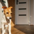 Ne plaše se samo petardi: Kako psi doživljavaju iznenadne zvukove