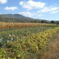 Vrane u Srbiji jedu suncokret i kukuruz, poljoprivrednici moraju ponovo da seju