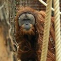 U samo četiri dana jakih kiša nestalo sedam odsto najređe vrste orangutana: studija
