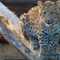 U Zagrebu rođena dva mladunca kineskog leoparda: Toliko su posebni, da ceo region priča o njima (foto)