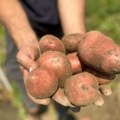 Znate li u kojim zemljama ne jedu krompir? Kod nas je omiljeno povrće, a oni ga smatraju sirotinjskom hranom