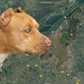 Psi imali rane po telu, sumnja se da ih je vlasnik koristio za borbe: Određen pritvor muškarcu iz Smedereva