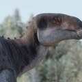 Ostaci dinosaurusa s pačjim kljunom u Čileu menjaju predstave naučnika o njihovoj rasprostranjenosti
