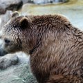 Ubijen mrki medved koji je povredio pet osoba u Slovačkoj