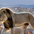 Kakav lav strašan lav u Kaluđerici: Niti manje živuljke, nit' opasnije frizure