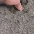 Vratio ga majci Čovek spasao mladunče koje je nepomično ležalo na zemlji, reakcija životinjice će vas raznećiti (video)