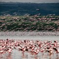 Putnički avion uleteo u jato flamingosa Letelica oštećena, putnici bezbedni stradalo gotovo 40 ptica