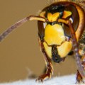 Panika u Subotici: DŽinovski insekti izazvali haos, a nisu ni stršljeni