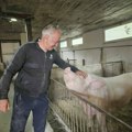 U Sremu nema potvrđenih slučajeva afričke kuge