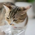 Kako da podstaknete mačku da leti pije više vode