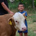 Za vredne porodice na KiM: 154 stočna grla i 75 plastenika od humanitarne organizacije Solodarnost za Kosovo