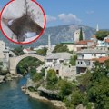 Čudo neviđeno! U Neretvi upecana morska riba! Meštani zabrinuti, šta se dešava sa ledenom rekom? (video)