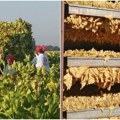 U uzgoju duvana, dobar učinak kompanije JTI sa 395 farmera: Virdžinija se odomaćila u Sremu i Mačvi