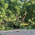 Nevreme u Vojvodini: Oborena stabla, udar groma, problemi u snabdevanju strujom