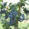 Миломир је једини произвођач овог органског воћа у Србији! Цена је 8€, а за овај посао је дневница 4.500 динара!
