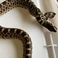 Ova zmija ima dve glave i veliki problem: Svaka želi da kontroliše telo!