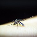 Хондурас прогласио ванредно стање због денга грознице