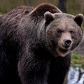 Medved napao ženu u blizini Škofljice u Sloveniji, vlasti upozoravaju građane da izbegavaju šetnju šumom
