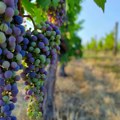 Vinogradar Zoran Malbašić iz Novih Kozaraca se priprema za berbu