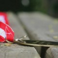 Srebro, bronza i dve pohvale za Srbiju na Evropskoj olimpijadi iz informatike za devojke