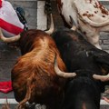 Trke sa bikovima u Pamploni, objavljen broj povređenih: "Sve se dogodilo u deliću sekunde!"