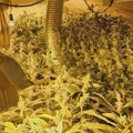 Policija otkrila plantažu marihuane kod Sombora: Zaplenjeno 12 stabljika indijske konoplje