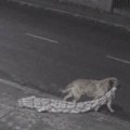 Uzeli su joj štence i odneli: Tumarala je po kući, od sobe do sobe, a onda je uzela njihovo ćebence i istrčala na ulicu da ih…