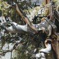 Otkrijte tajnu Metuzalema: Najstarije drvo na zemlji