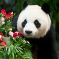 Najstarija džinovska panda u Japanu uginula neposredno pre planiranog povratka u Kinu