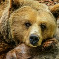 Učestali napadi medveda na ljude u Slovačkoj