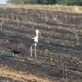 Srceparajuća scena posle požara u Dragojevcu: Roda ostala da čeka ono što se više nikada neće vratiti