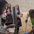Svrljig spreman za Belmužijadu. Pripremljeno tri tone sira, a očekuje se 100.000 posetilaca