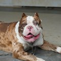 "Krvi je bilo svuda, kidao mu je lice" Pitbul unakazio mladića koji je štitio svoje štene: Horor kod komšija