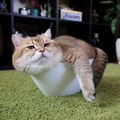 Zašto mačka prede: Naučnici misle da su razrešili misteriju