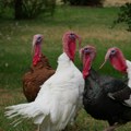 Ptičji grip se širi u Francuskoj: Sa divljih ptica prešao na živinu