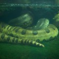 Najveća zmija na svetu pronađena mrtva, prizor slomio naučnike