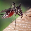 Suzbijanje komaraca u beogradskim priobaljima