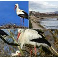 (Foto) plemenite nišlije spasile porodicu roda Ptice nemoćno gledale mladunce i urušeno gnezdo, pretio im strujni udar