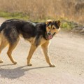 Užas u Novom Pazaru, čopor pasa lutalica izujedao dečaka na putu do škole! Spasao ga slučajni prolaznik