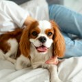Da li psi zaista vide samo crno-belo? Veterinar Terzin razotkriva istinu koja će šokirati vlasnike