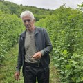 Milivoje iz polimske doline gaji maline na 70 ari Sve je spremio i čeka berbu: "Realno bi bilo da cena bude 500 dinara"