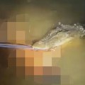 Krokodil zgrabio čoveka i odvukao ga pod vodu! Jeziv napad snimljen kamerama, ljudi uleteli u vodu, pokušavali da ga uhvate za…