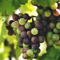 Semenke grožđa – male moći, veliki uticaj