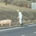 Biće da je namirisala svinjokolj, pa uhvatila štraftu Krmača izazvala zastoj na magistrali, ali i oraspoložila vozače