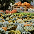 Na festivalu u Belgiji prikazana bundeva teška 772 kilograma