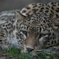 Tragedija u zoološkom vrtu u Holandiji: Leopard izujedao čuvarku nasmrt