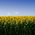 Nestle Srbija uključila i proizvođače suncokreta u program regenerativne poljoprivrede
